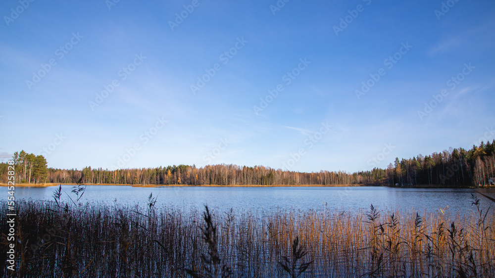 Lake scenery with water reeds and forest during autumn