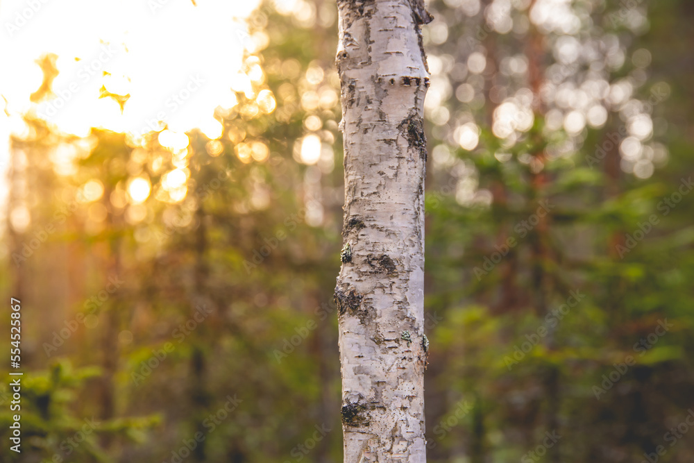 Obraz premium Birch tree trunk with blurry forest background.
