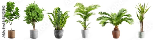 Obraz na plátně Beautiful plants in ceramic pots isolated on transparent background