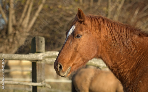 Fototapeta Naklejka Na Ścianę i Meble -  Horse closeup. Horse on the horse farm in the country.