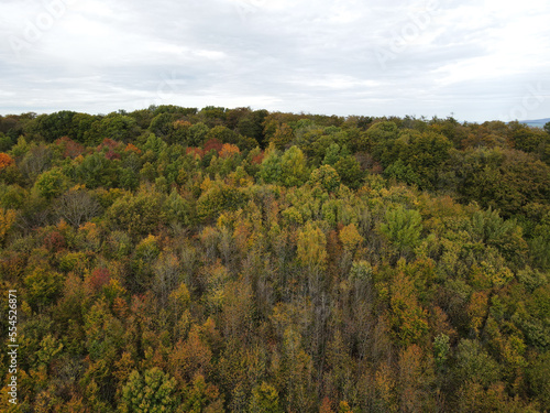 View of trees in the forest with green, yellow and brown leaves on a cloudy day in autumn