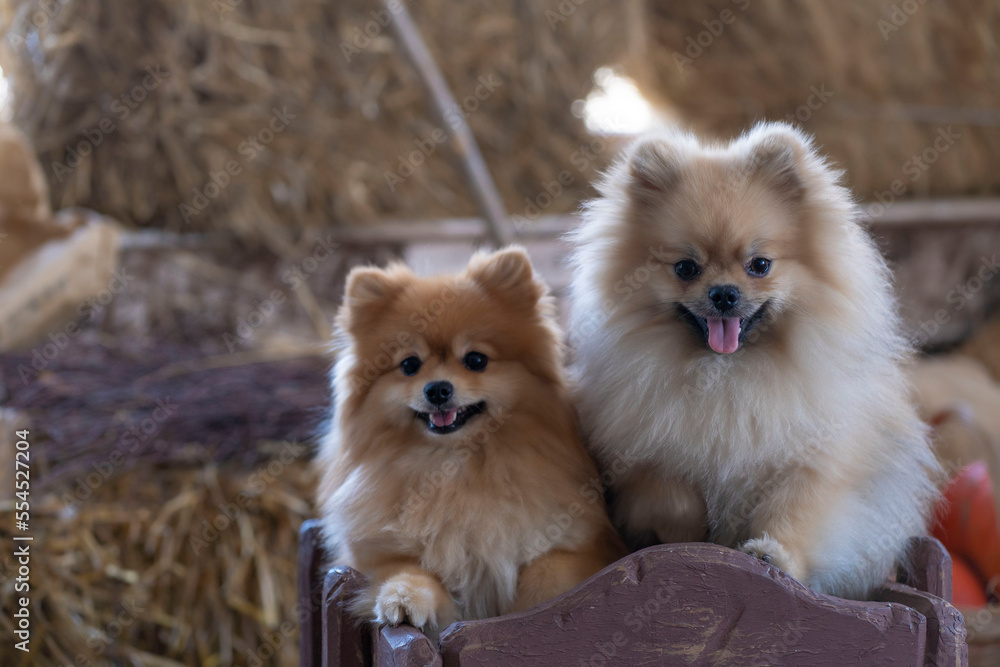 Two Pomeranian Pomeranians are sitting in a cart against the background of hay.  Halloween concept