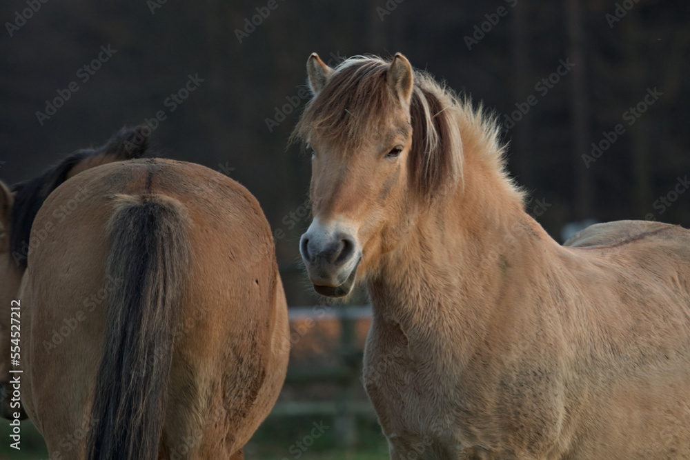 Horse. Horses in the meadow on the village.Soft light picture. Horse farm. Horse. Horses in the meadow on the village.Soft light picture. Horse farm.