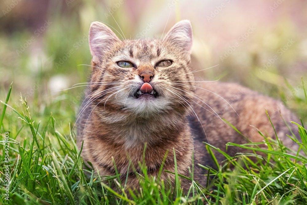 A brown tabby cat lies in the garden on the grass in sunny weather and licks itself. The cat shows its tongue, teases