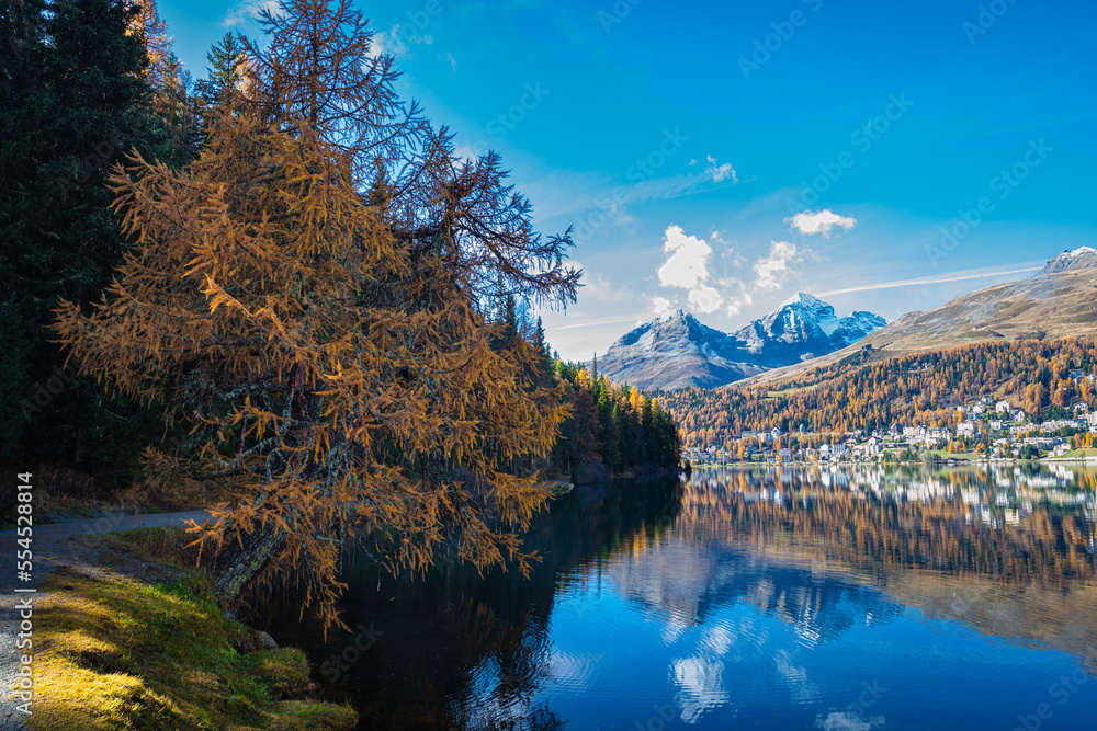Impressive larch tree in fall colors along the shore of Lake Saint Moritz, Switzerland