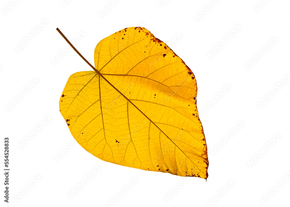 An hearth-shaped leaf of Paulownia in autumn An hearth-shaped leaf of Paulownia in autumn