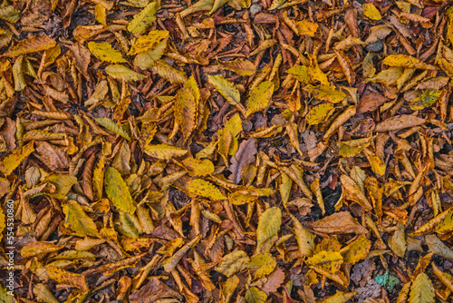 Close-up of yellow fallen leaves on the ground