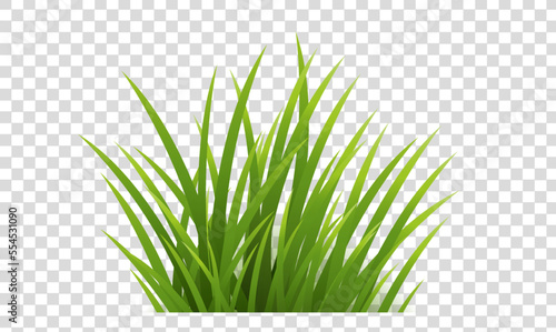 green grass isolated on white background