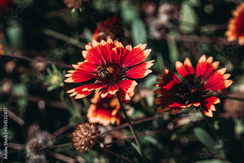 Balcik - Botanischer Garten Blumen photo