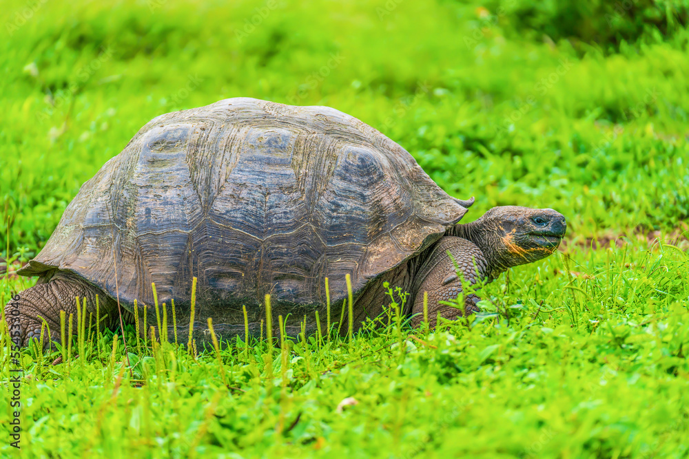 Galapagos giant tortoise