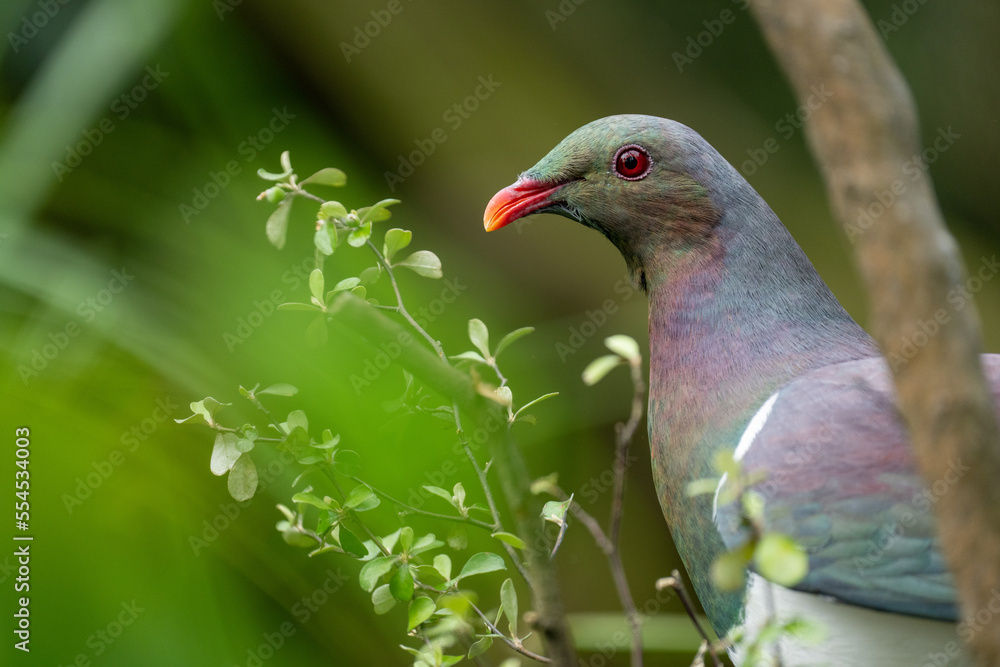 Close up of a Kereru pigeon bird in New Zealand