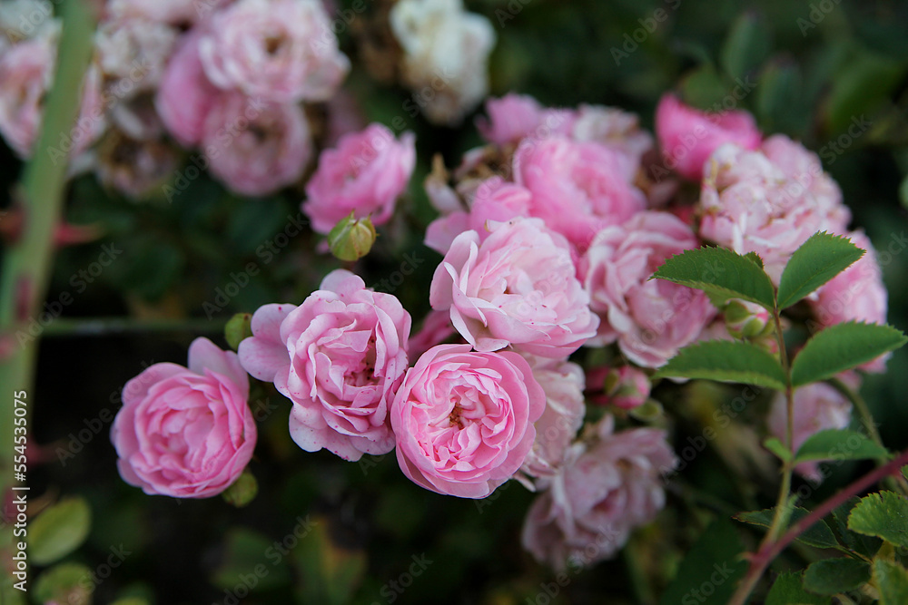 Fototapeta premium Roses in the garden. Pink flowers background image, close up