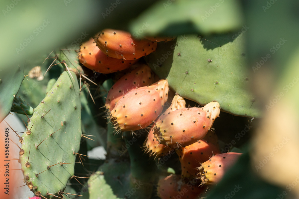 Close up of a cactus fig (opuntia ficus-indica) at the garden Close up of a cactus fig (opuntia ficus-indica) at the garden