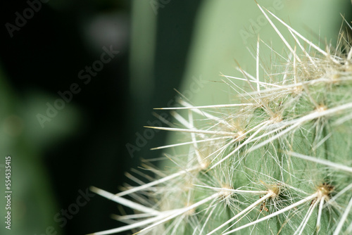 Close up of cactus' thrones