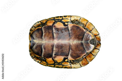 Canvas Print Plastron der Kaspischen Bachschildkröte (Mauremys caspica)