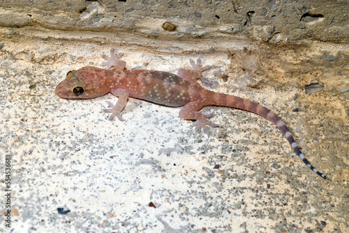 Mediterranean house gecko // Europäischer Halbfinger (Hemidactylus turcicus) - Greece photo