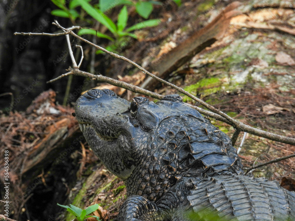 Alligator in the Corkscrew Swamp in Florida Alligator in the Corkscrew Swamp in Florida