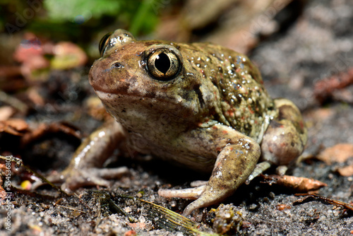Common spadefoot, garlic toad // Knoblauchkröte (Pelobates fuscus) 