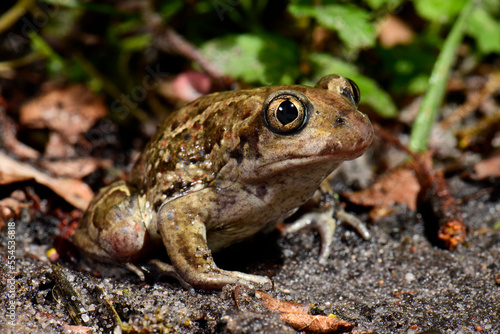 Knoblauchkröte // common spadefoot, garlic toad (Pelobates fuscus)  photo
