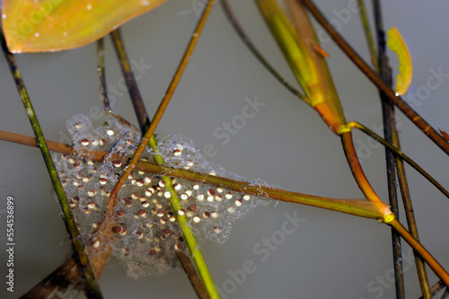 Spawn of the Edible frog // Teichfrosch-Laich (Pelophylax esculentus) photo