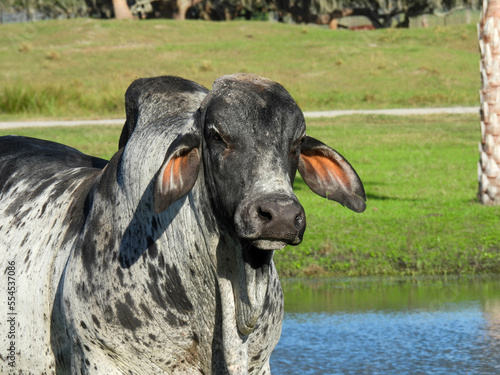 Zebu, or humped cow in a park in Florida photo