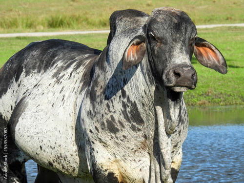 Zebu, or humped cow in a park in Florida photo