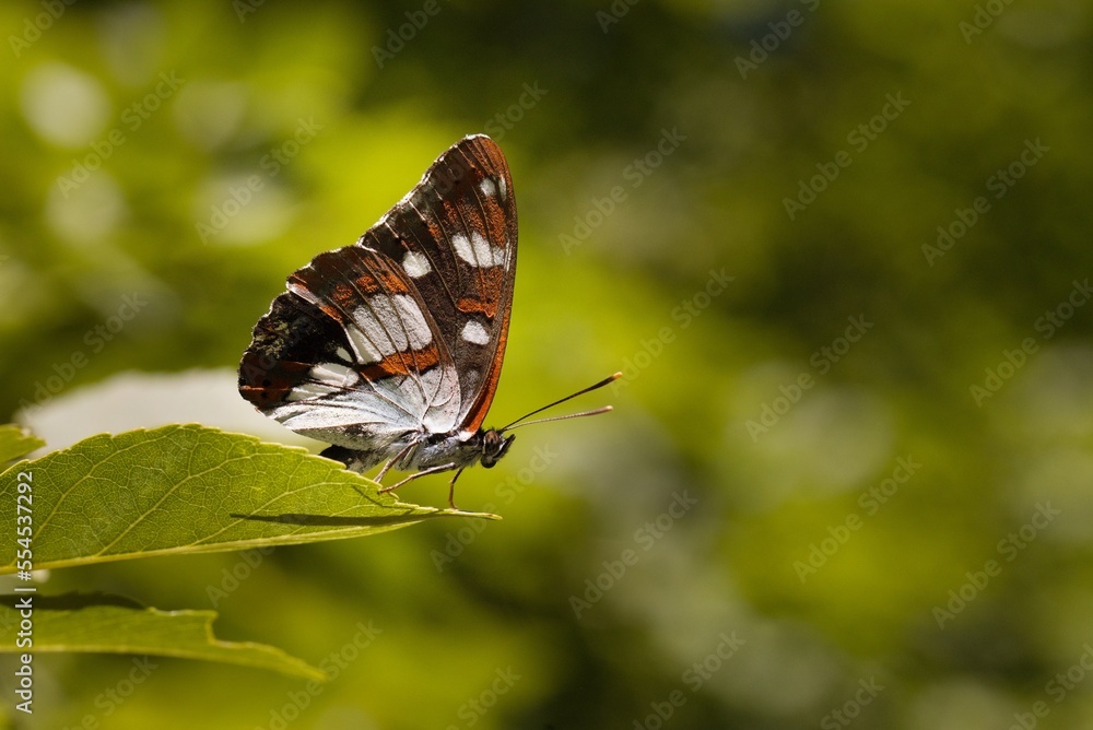 Macro picture of butterfly Limenitis reducta on plant on nature location of Croatia, Europe Macro picture of butterfly Limenitis reducta on plant on nature location of Croatia, Europe