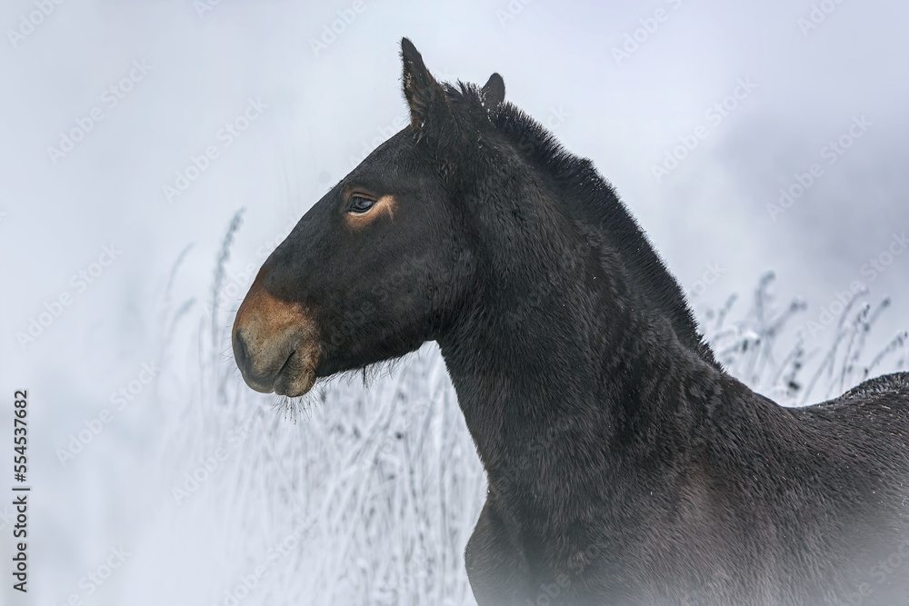 Portrait of a bay brown noriker coldblood horse weanling foal in front of a snowy winter landscape outdoors. A young horse in healthy, robust environment to grow up Portrait of a bay brown noriker coldblood horse weanling foal in front of a snowy winter landscape outdoors. A young horse in healthy, robust environment to grow up