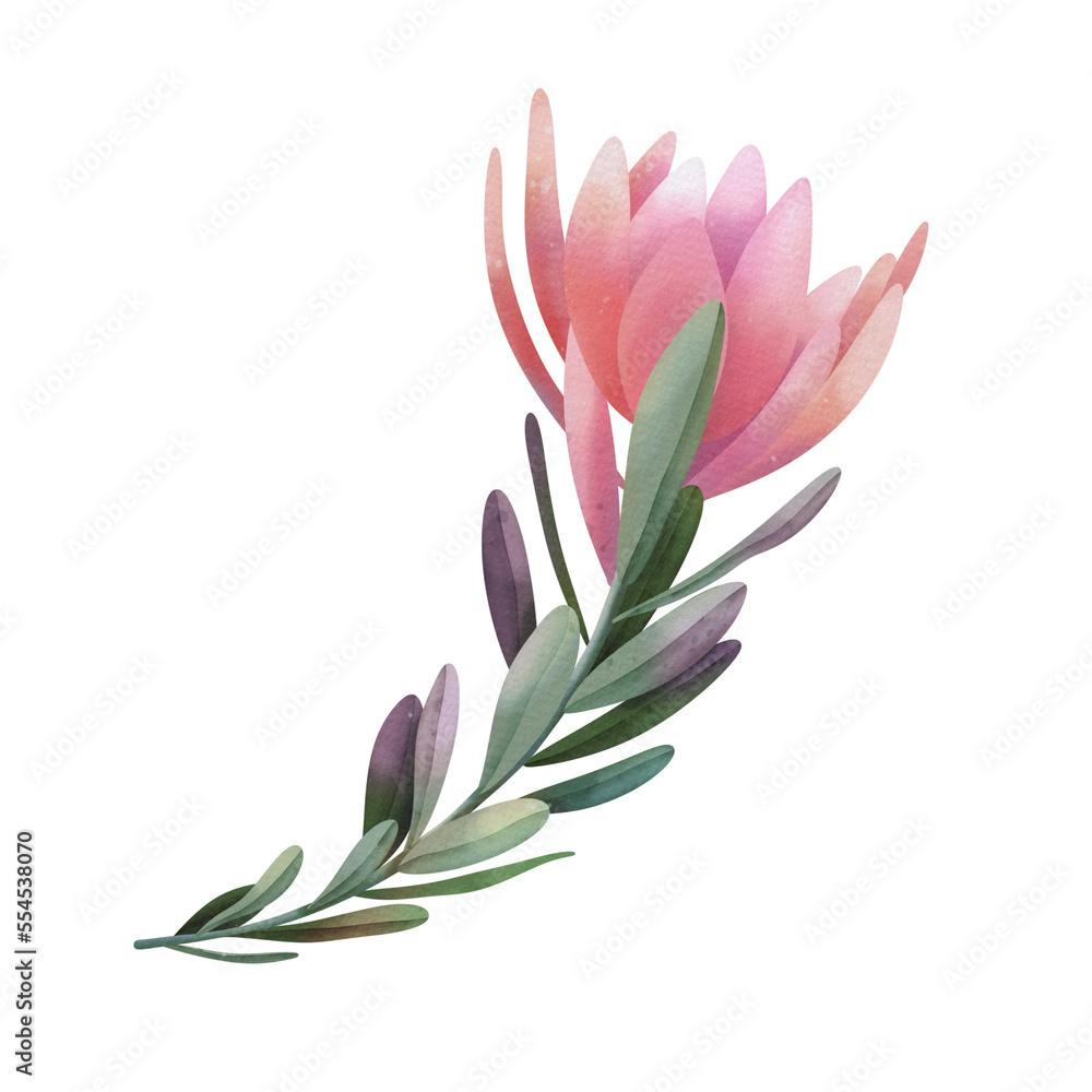 Fototapeta premium Hand drawn watercolor pink protea flowers, isolated illustration on a white background