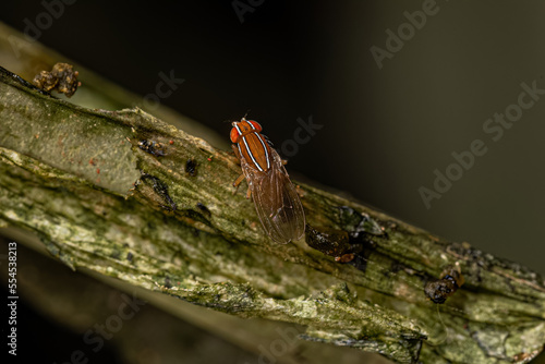 Adult African Fig Fly photo