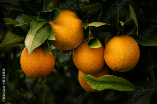 Orange plantation on the island of Cyprus photo