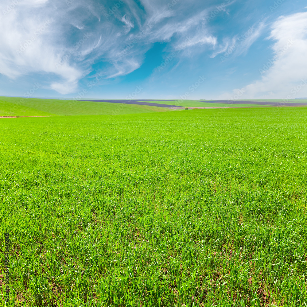 Beautiful sunny spring wheat field (country landscape). Beautiful sunny spring wheat field (country landscape).