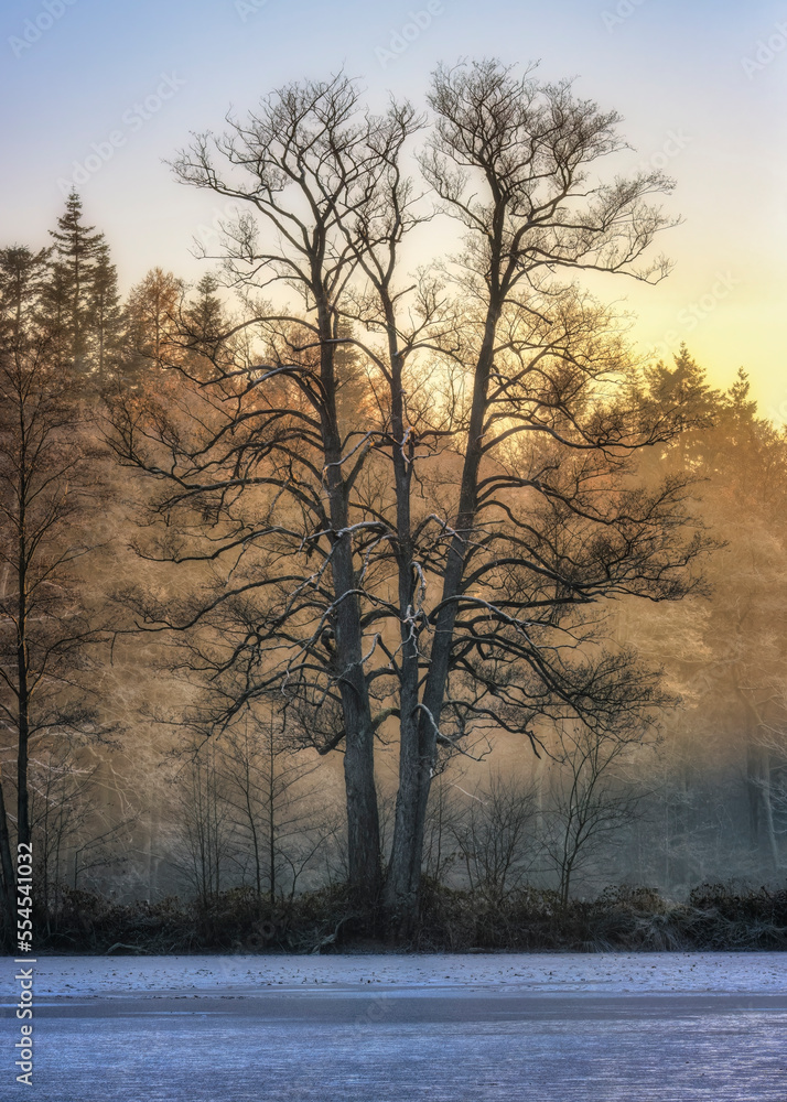 Freistehender Baum am Backteich im Klosterforst Loccum an einem Winterabend
Freistehender Baum am Backteich im Klosterforst Loccum an einem Winterabend