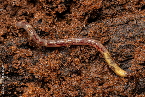 Small Earthworm Arthropod photo