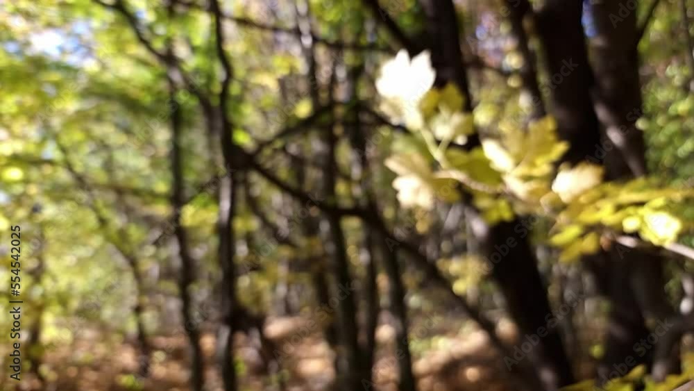 Beautifully blurred autumn forest on a sunny day. Beautifully blurred autumn forest on a sunny day.