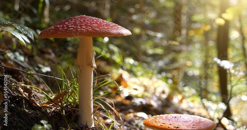 Fly agarics Amanita muscaria toadstool grows in the forest in Carpathian mountains in western Ukraine. Cinema 4K 60fps video photo