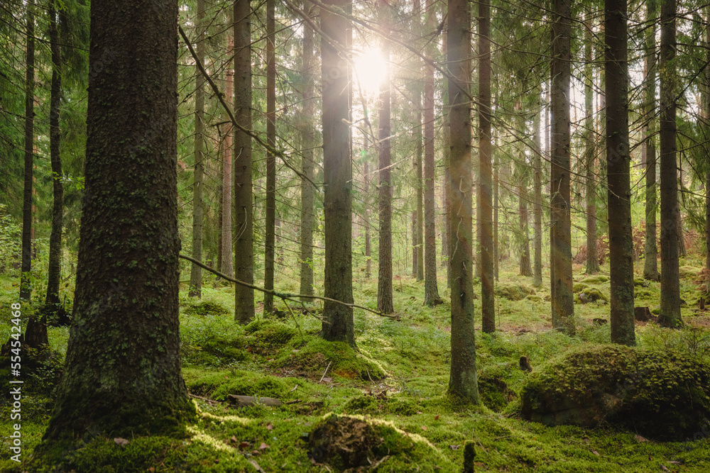 Beautiful forest scenery with sun shining trough the trees - obrazy, fototapety, plakaty 