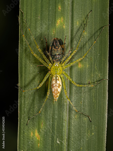 Adult Female Nursery Web Spider preying on an adult Typical Leafhopper photo