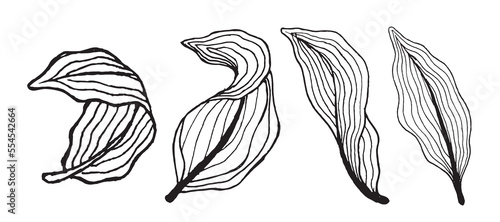 hand drawn sketch of a leaf with line style. Desain element for your background or other designs