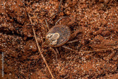 Female Adult Cayenne Tick photo