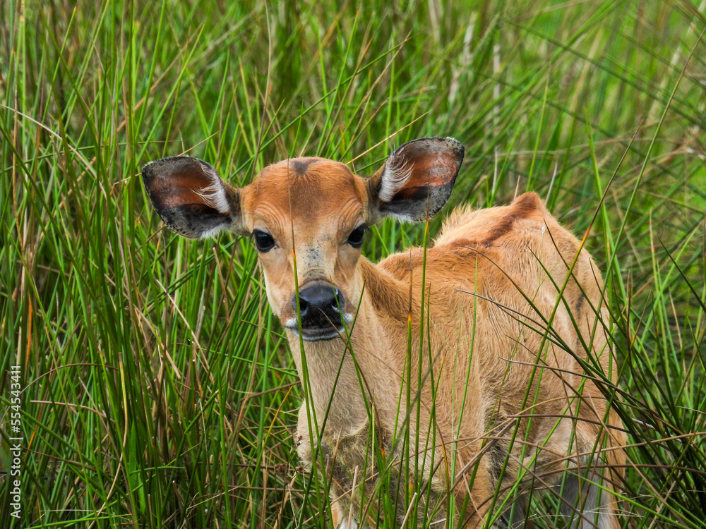 A banteng calf, also known as a tembadau
