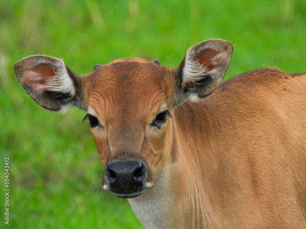 A banteng calf, also known as a tembadau A banteng calf, also known as a tembadau