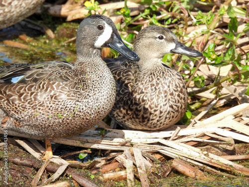 Blue wing teal in the Lake Apopka Wildlife Refuge