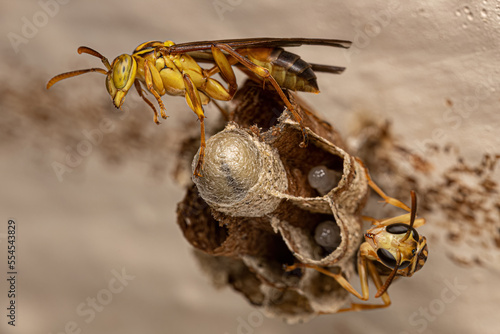 Adult Long-waisted Paper Wasp photo