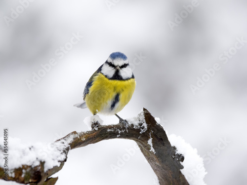 Blue tit, Cyanistes caeruleus © Erni