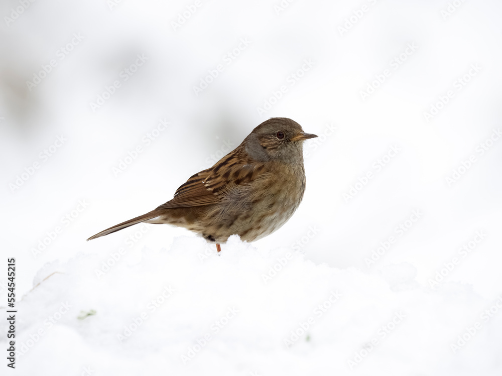 Dunnock or Hedge sparrow, Prunella modularis, single bird in snow, Warwickshire, December 2022 Dunnock or Hedge sparrow, Prunella modularis, single bird in snow, Warwickshire, December 2022