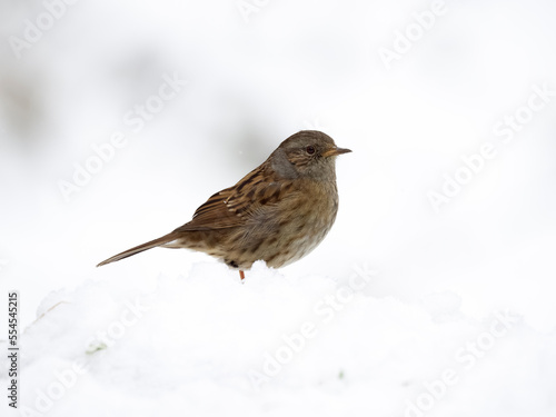Dunnock or Hedge sparrow, Prunella modularis, single bird in snow, Warwickshire, December 2022 © Erni