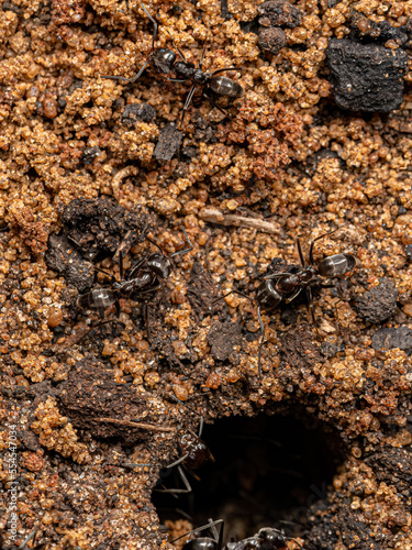 Adult Pyramid Ants photo