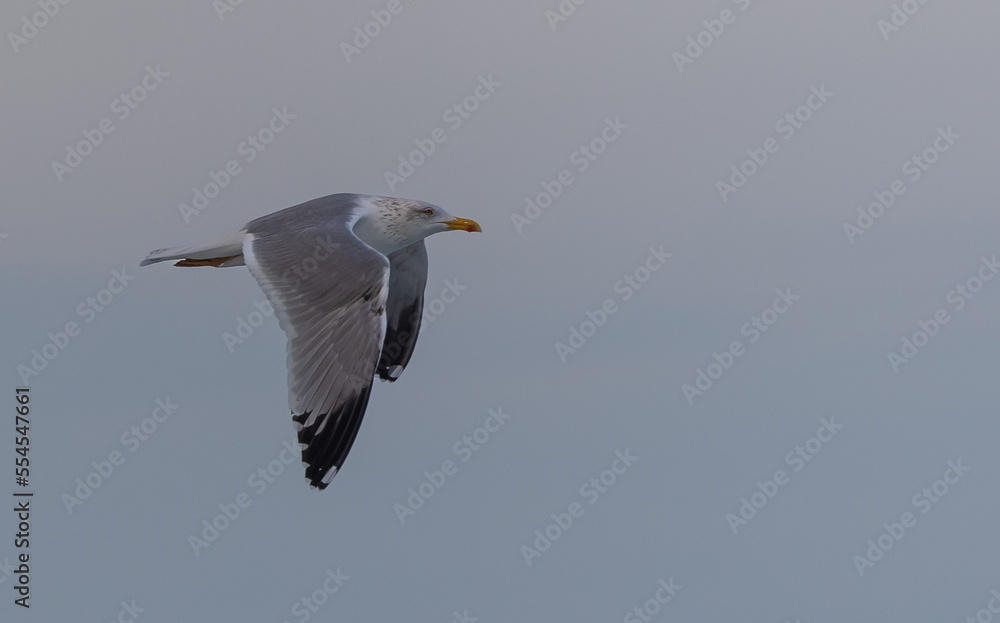Taking a walk along the coast of the Cantabrian Sea observing different birds and the sunset! Taking a walk along the coast of the Cantabrian Sea observing different birds and the sunset!