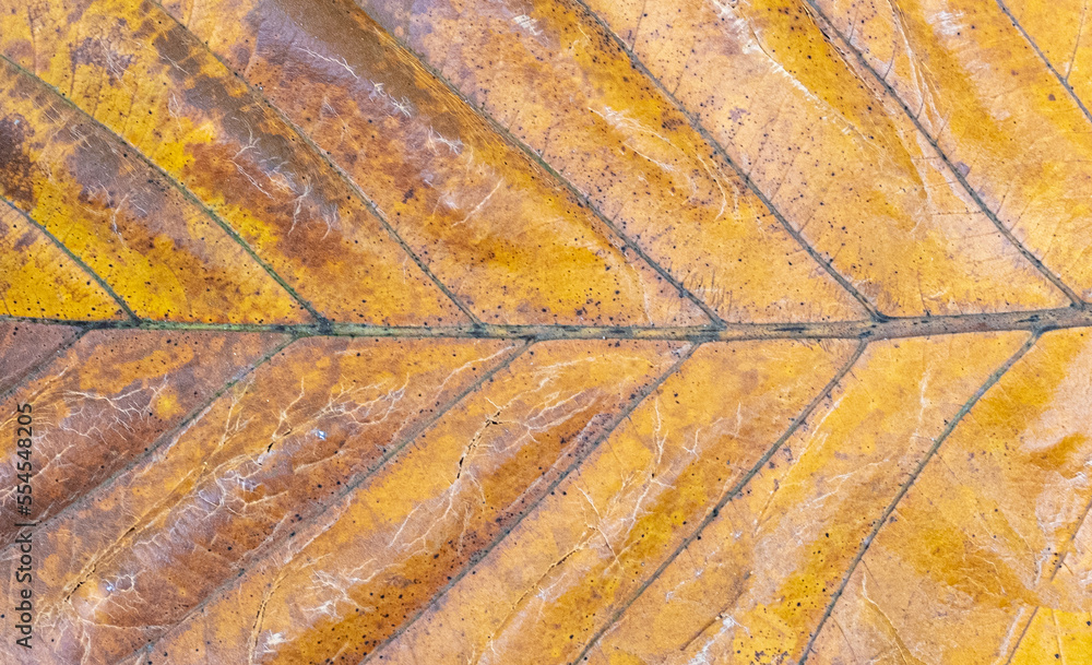 Close up large yellow tropical leaf texture
